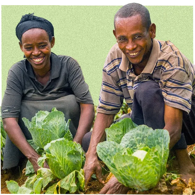 agricultores cosechando verduras